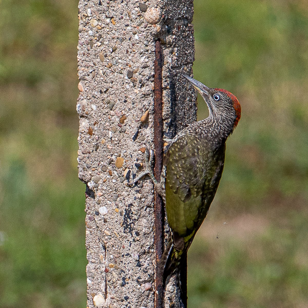 Grünspecht, green woodpecker, Picus viridus