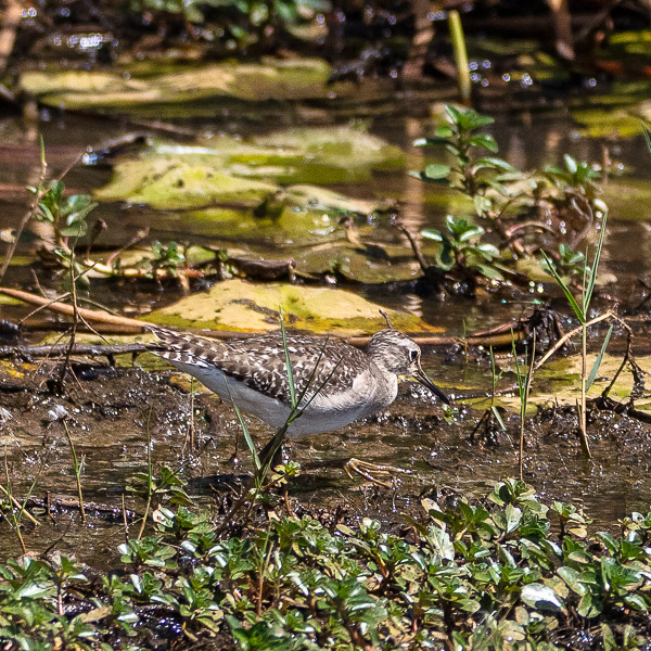 Flussuferläufer, Common sandpiper, Acitis hypoeucos, Langkawi. Malaysia, Vogelfotografie, bird photography