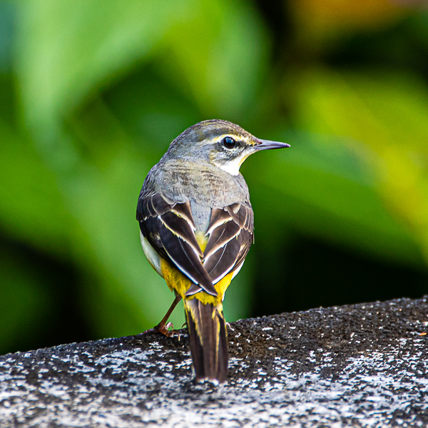 Gebirgsstelze, Langkawi. Malaysia, Vogelfotografie, bird photography