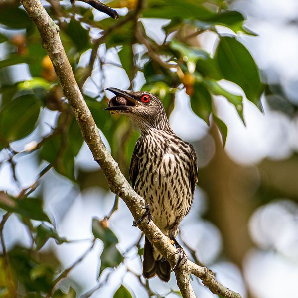 Malaienstar, Asian glossy starling, Aplonis panayensis, jugendlich, juvenile, Langkawi. Malaysia, Vogelfotografie, bird photography