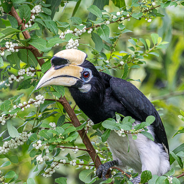 oriental-pied hornbill, Orienthornvogel, Anthracoceros albirostris