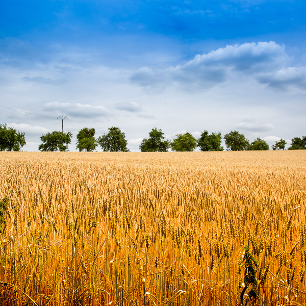 Landschaft, landscape, Weizenfeld, wheat meadow