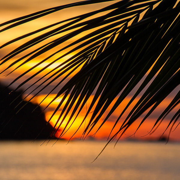 Landschaft, landscape, Meer, sea, Sonnenuntergang, sunset, Palme, Palmenblatt, palm tree, palm tree leave