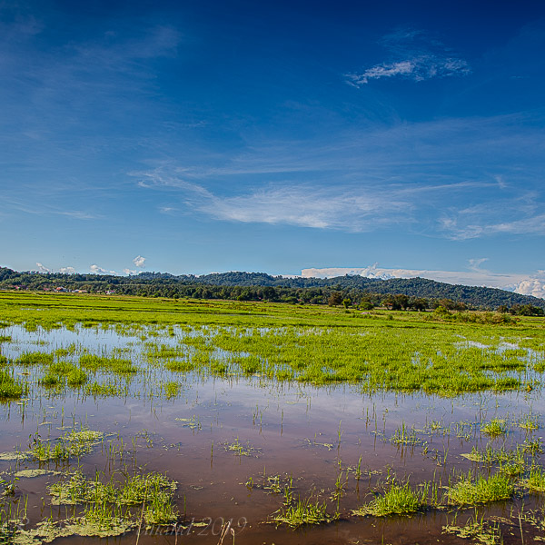 Langkawi, Reisfeld, paddyfield, ricefield, Malaysia