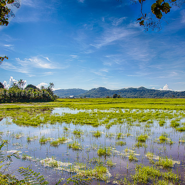 Langkawi, Reisfeld, paddyfield, rice field, Malaysia