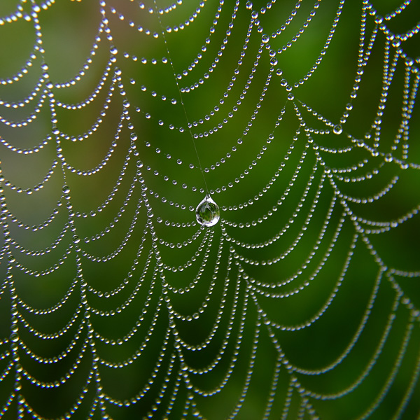 Spinnennetz, Tautropfen, spiderweb, cobweb, dewdrops