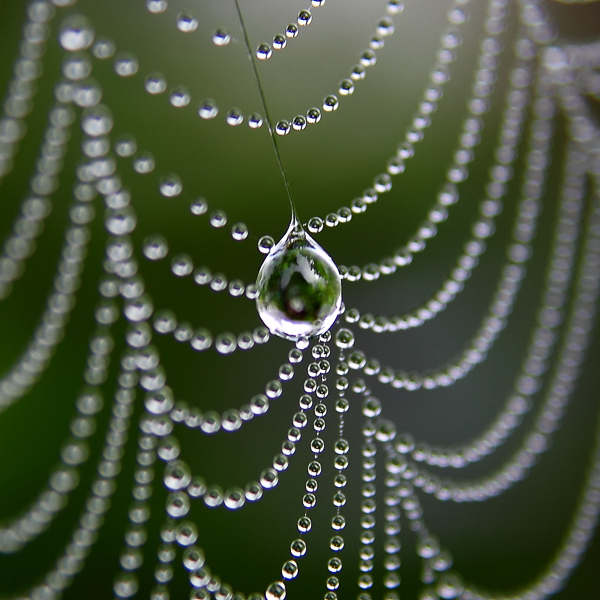 Tautropfen, Spinnennetz, dewdrops, spiderweb