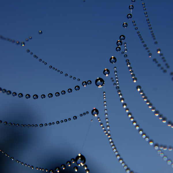 Tautropfen, dewdrops, Spinnennetz, spiderweb