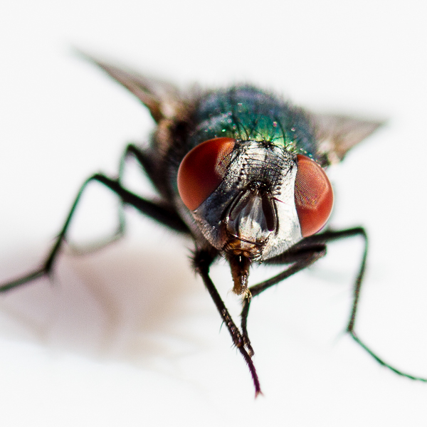 fly, insect, Fliege, Schmeißfliege, Insekt
