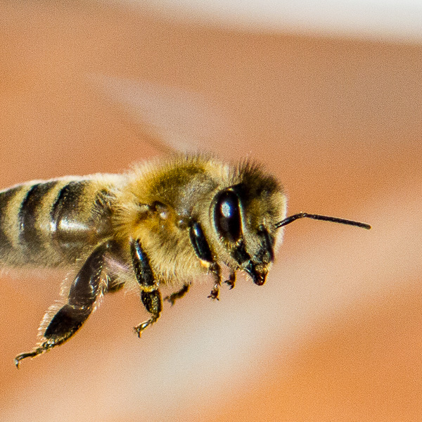 Biene, Honigbiene, bee, honey bee, Insekt, insect