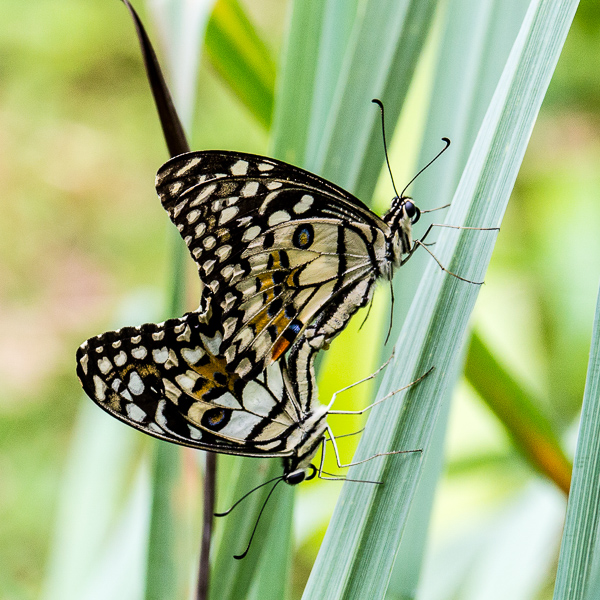 Schmetterling, butterfly, Paarung, mating
