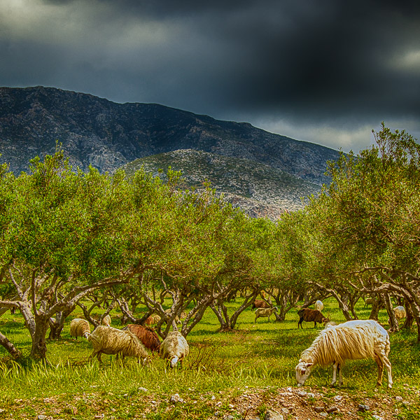 Kreta, Crete, Griechenland, Greece, Hellas, Oliven, Olive, Olivenhain, olives, olive grove, olive, sheep, flock of sheep
