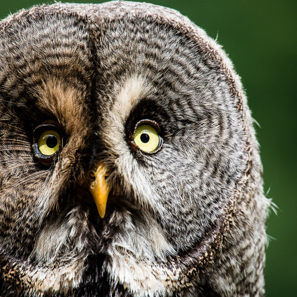 Bartkauz, great grey owl, Strix nebulosa