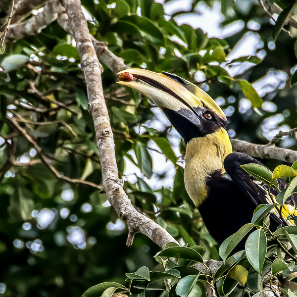 Wildlife-Fotografie Ralf D. Weinand. Great hornbill in freier Wildbahn auf Langkawi. Doppelhornvogel auf Langkawi fotografieren. Nashornvogel beobachten auf Langkawi.