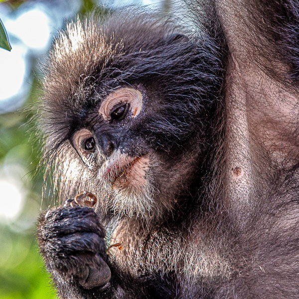 Wildlife-Fotografie Ralf D. Weinand. Brillenlangur in freier Wildbahn auf Langkawi. Affen auf Langkawi fotografieren. Affen beobachten auf Langkawi.