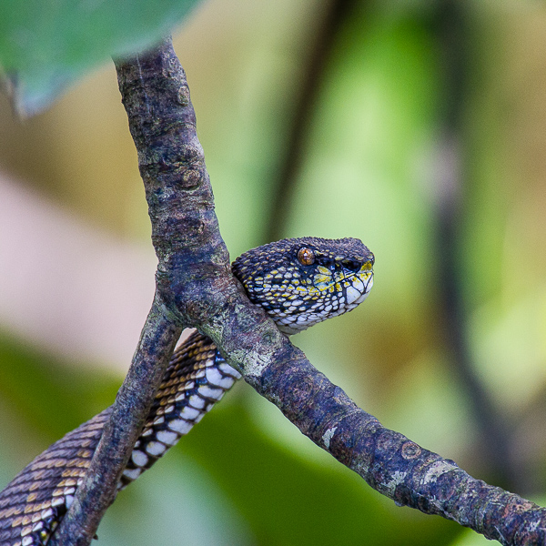 Mangrovenotter, Schlange, snake, mangrove viper