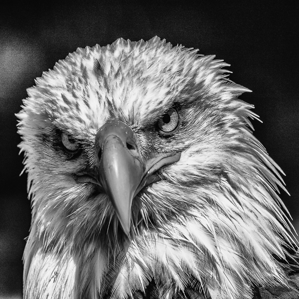 Adler, Seeadler, Weißkopfseeadler, bald headed eagle